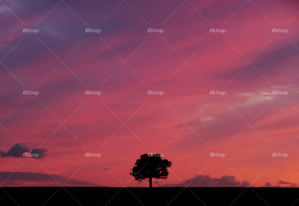 A landscape sunset photo of a beautiful pink sky, with one silhouetted tree. 