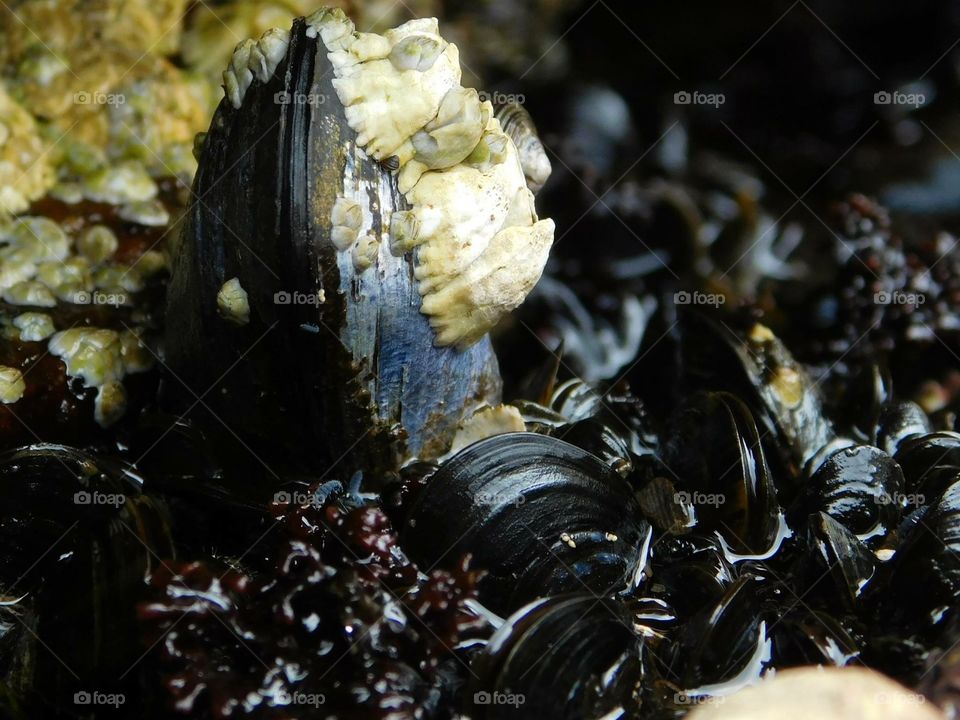 Seaside mussels ... . Walking along the rocks and checking the tidal pools...   I found some mussels...