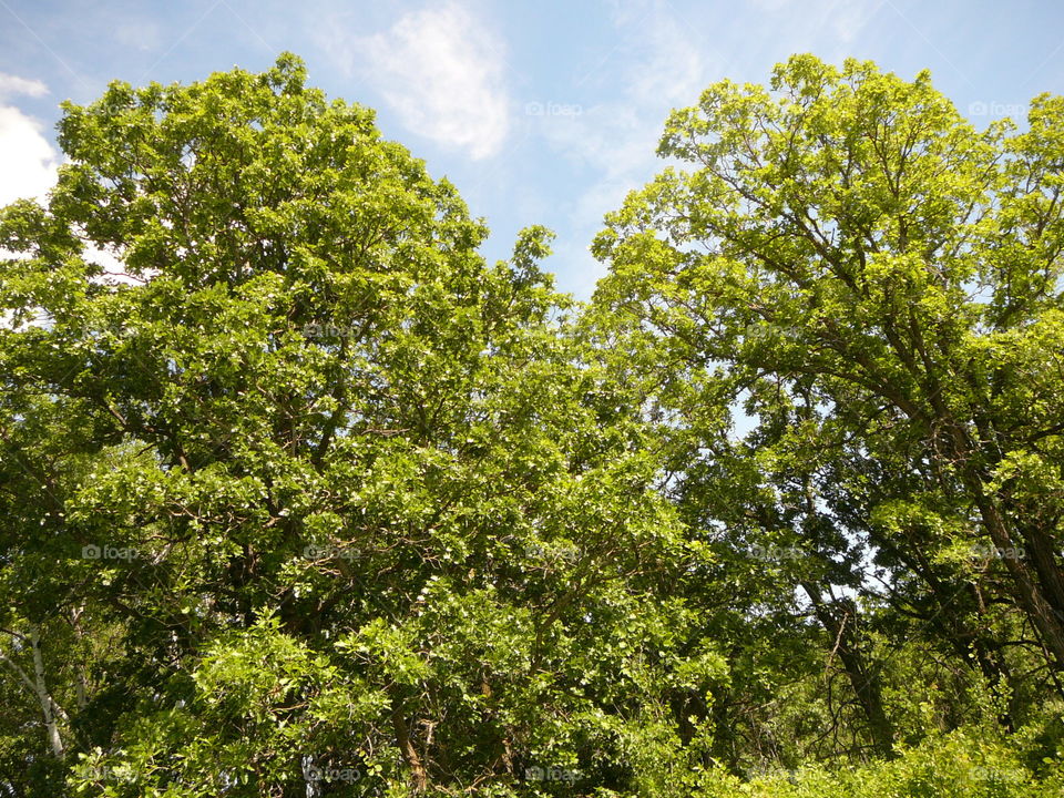Mature oak trees found in tall grass preserve