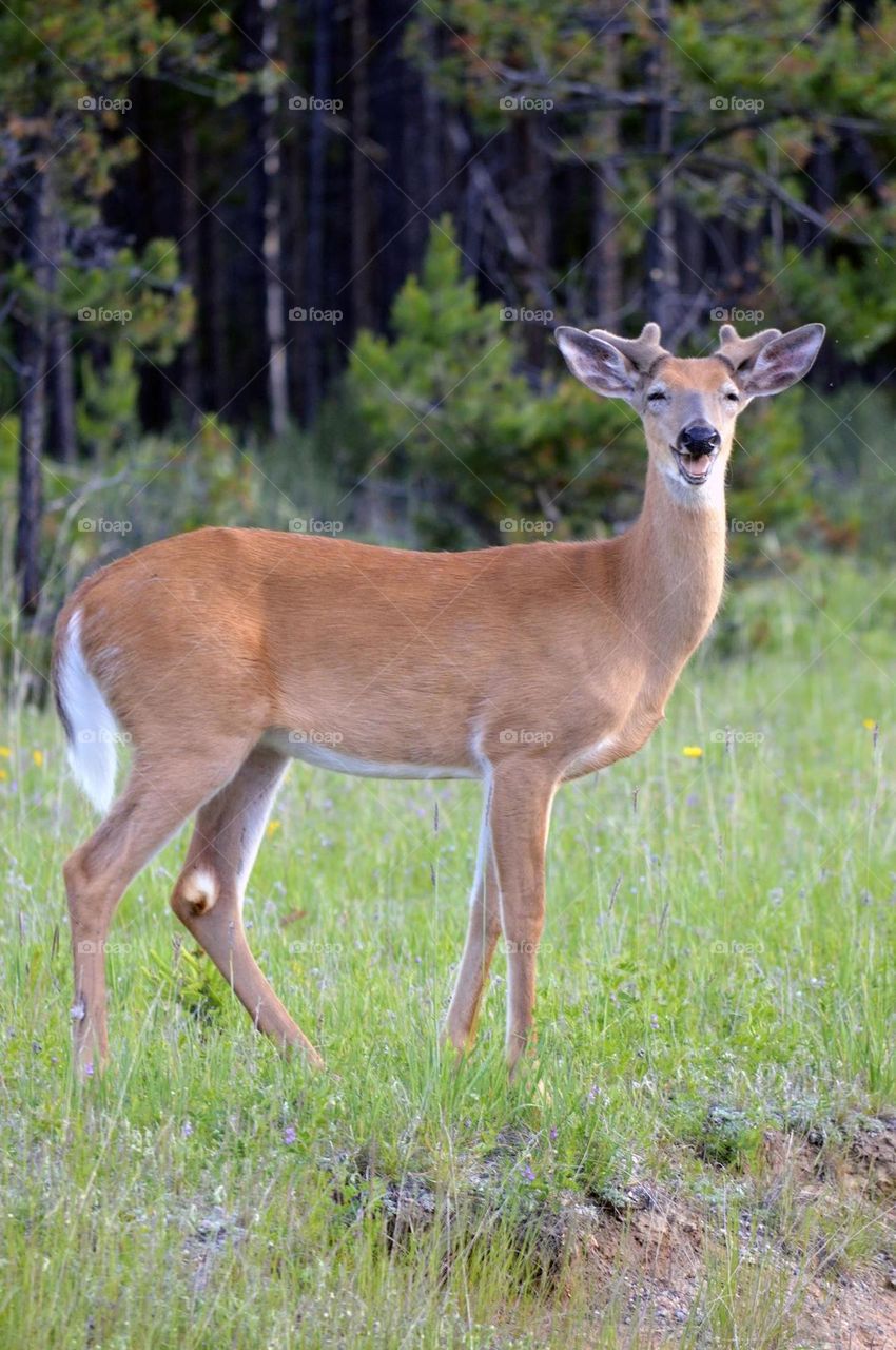 Beautiful brown colour deer