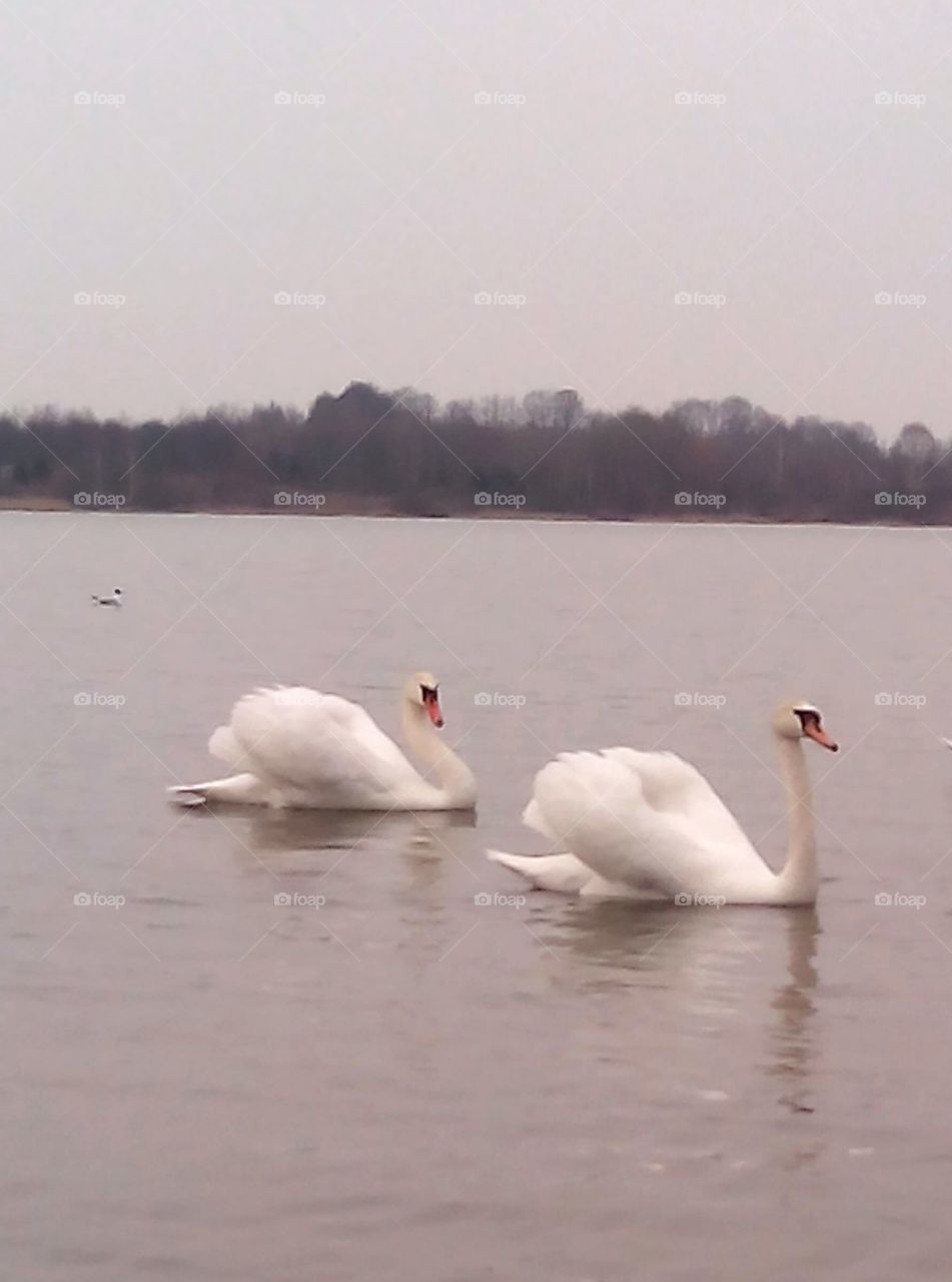 Swan, Bird, Lake, Water, Winter