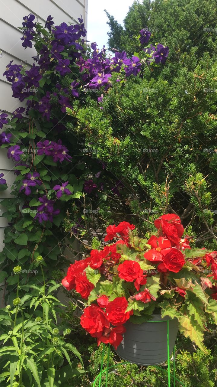 My mother’s garden 