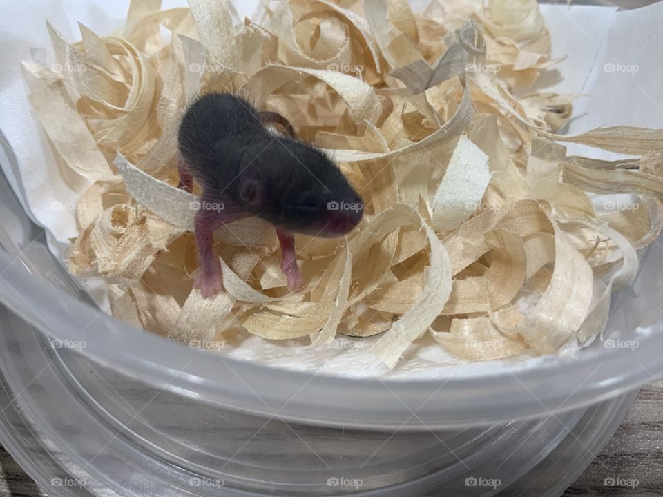 Baby mouse 