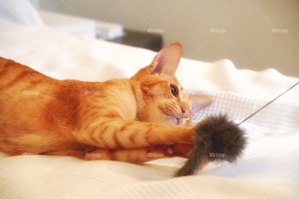 Red cat is playing on the bed