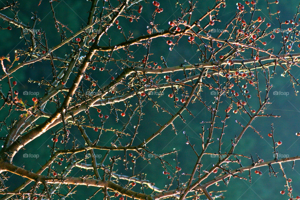 Rain drops and red berries