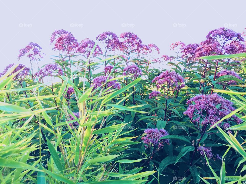 Purple flowers in the garden seen from below