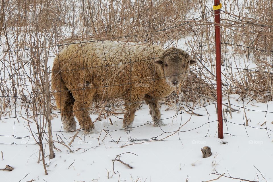 Sheep in the snow. Winter photo taken on Oklahoma