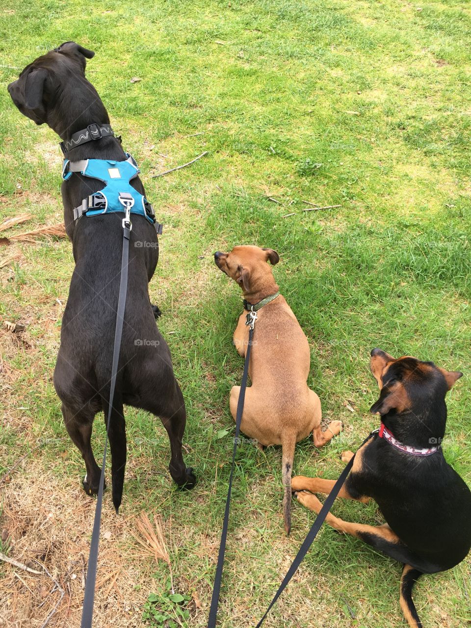 Dogs in a park waiting 