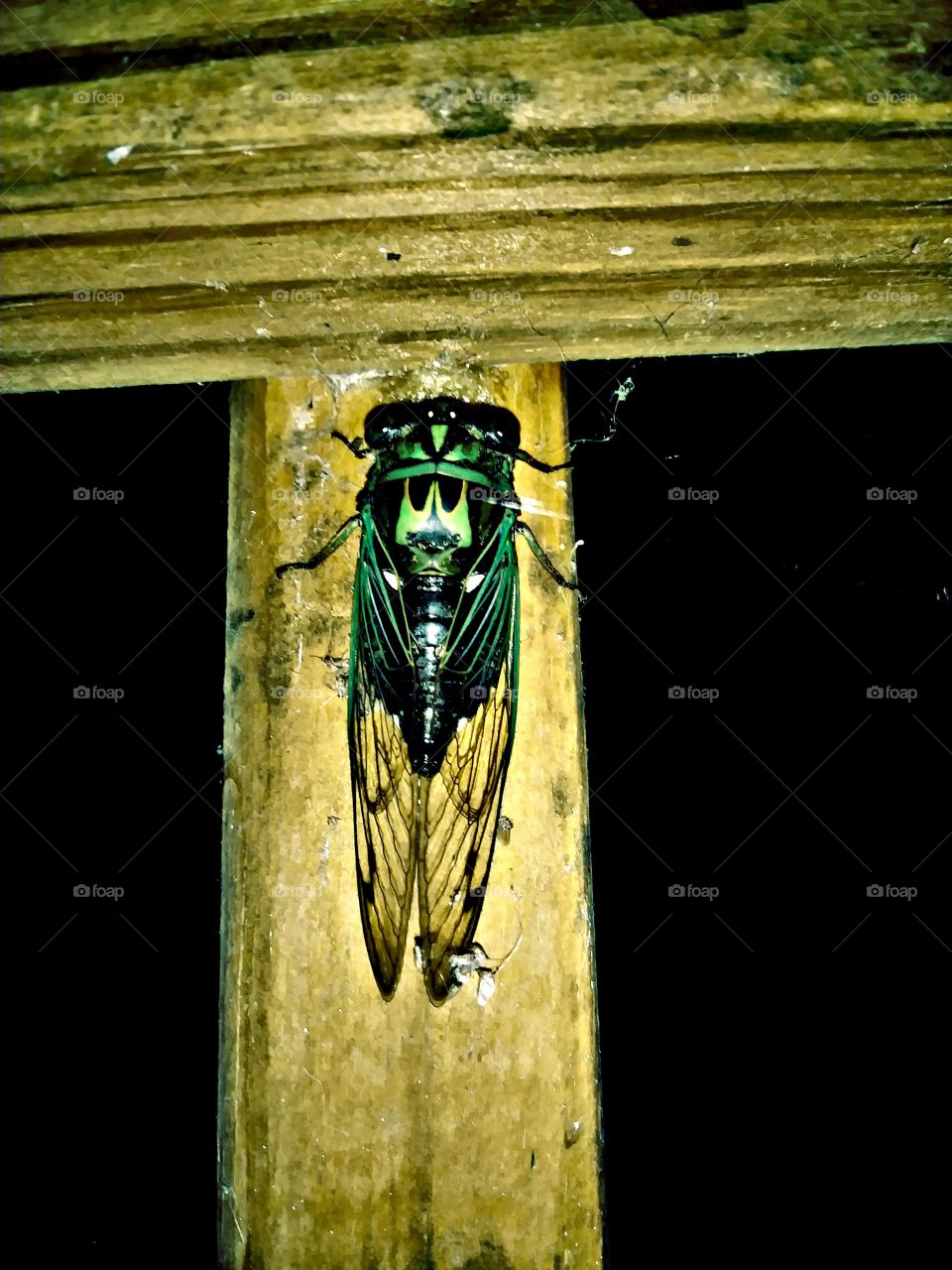 cicada green and black