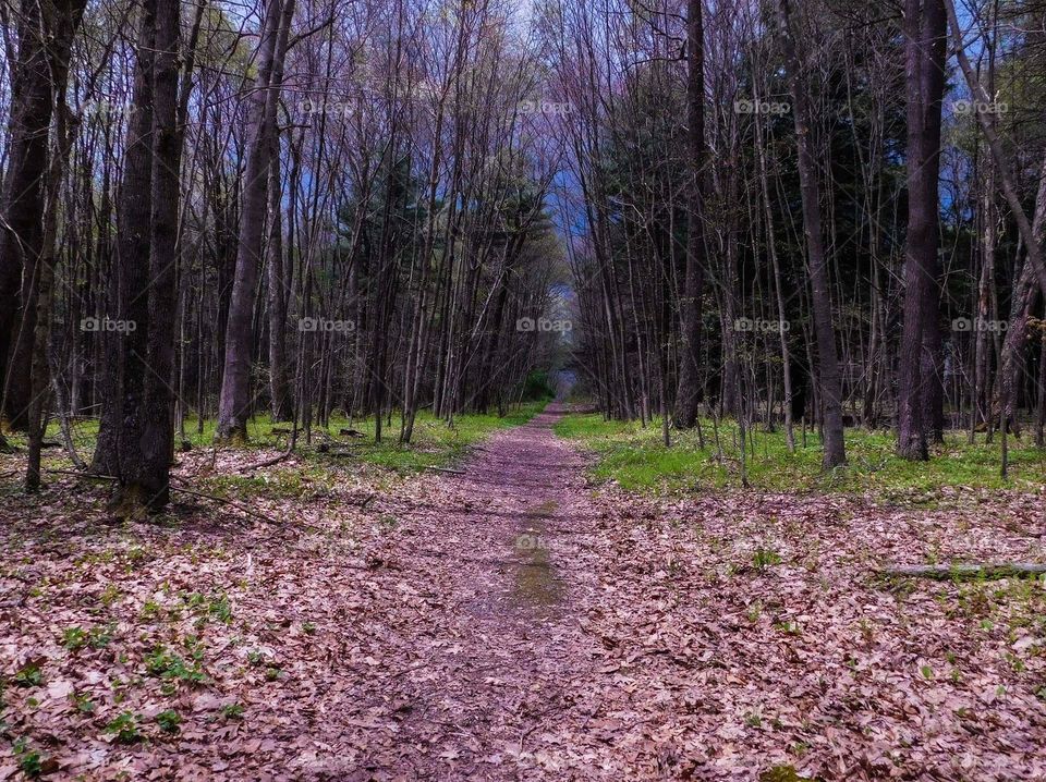 path in the woods