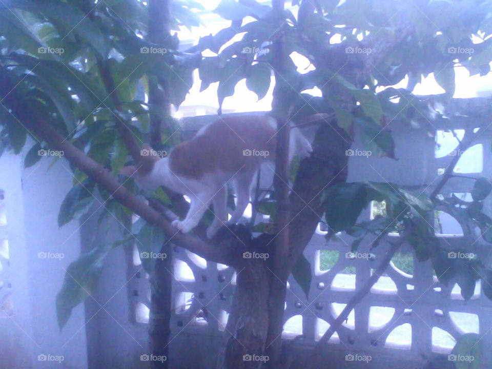 Kucing
Bismillaah, seekor kucing yang bernama Shoghirun manjat pohon punya tetangga