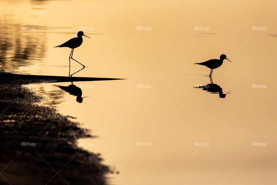 Sunrise at the lake