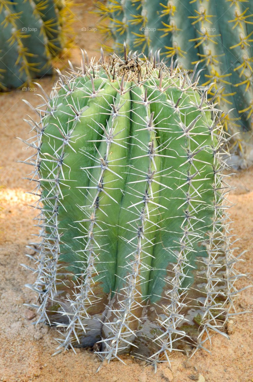 Cactus tree in nature garden