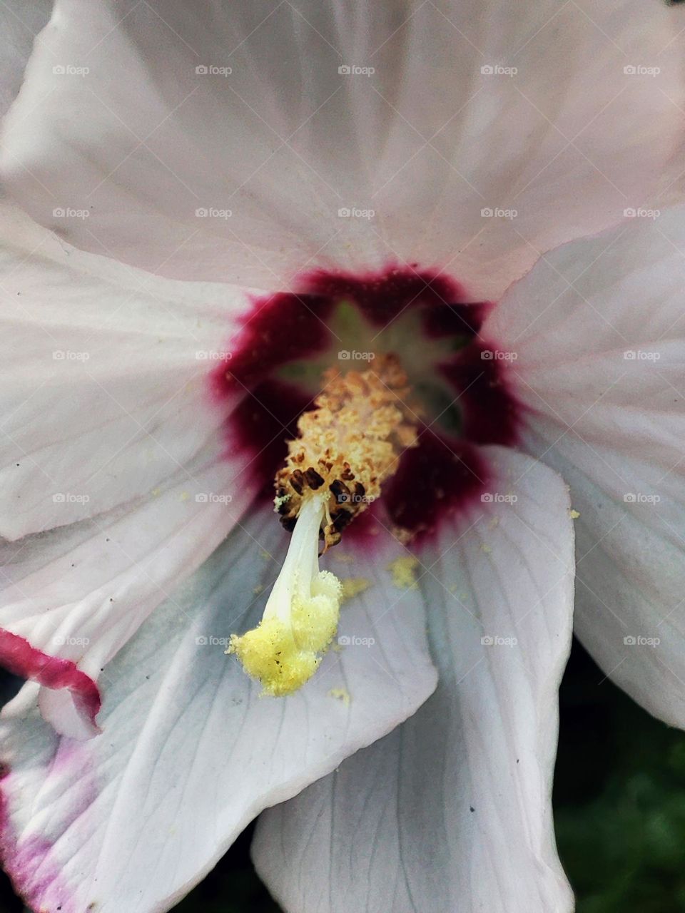 Macro photo of flower growing in the garden