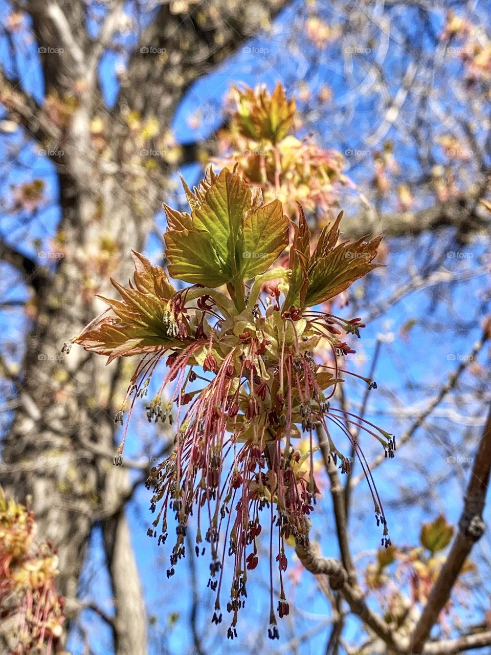 Maple leaves growing 