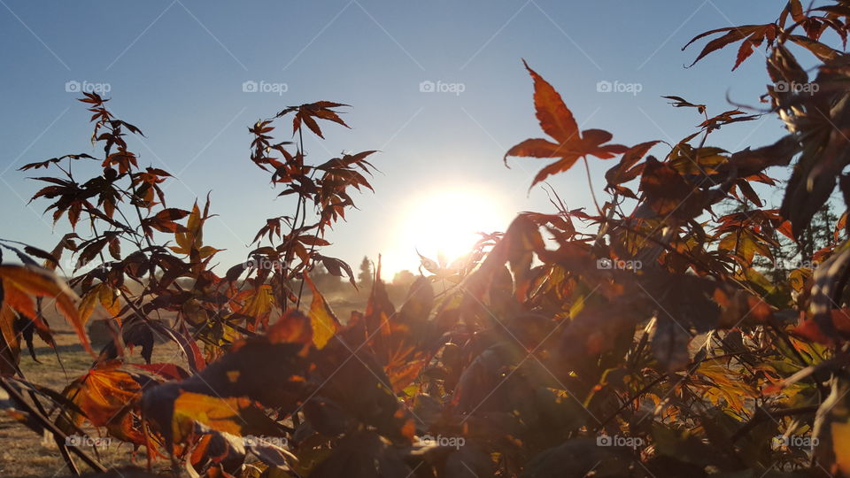 Fall, Leaf, Tree, Maple, No Person