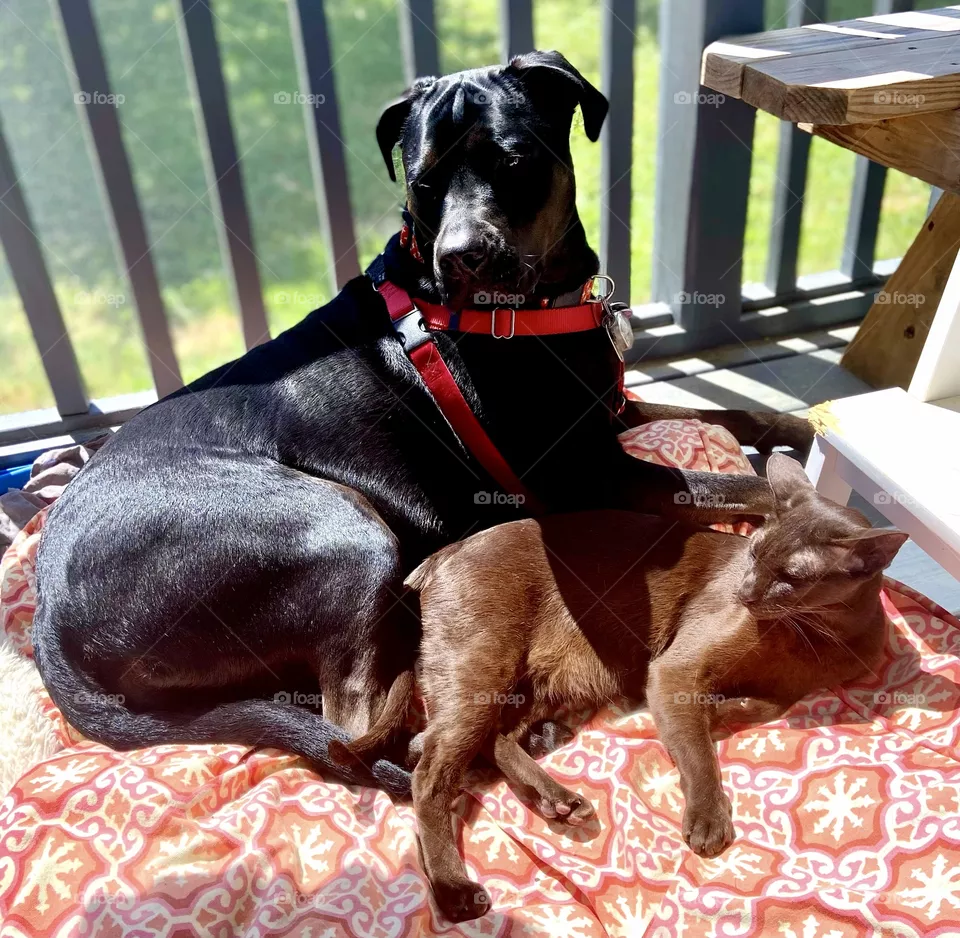 Friends 