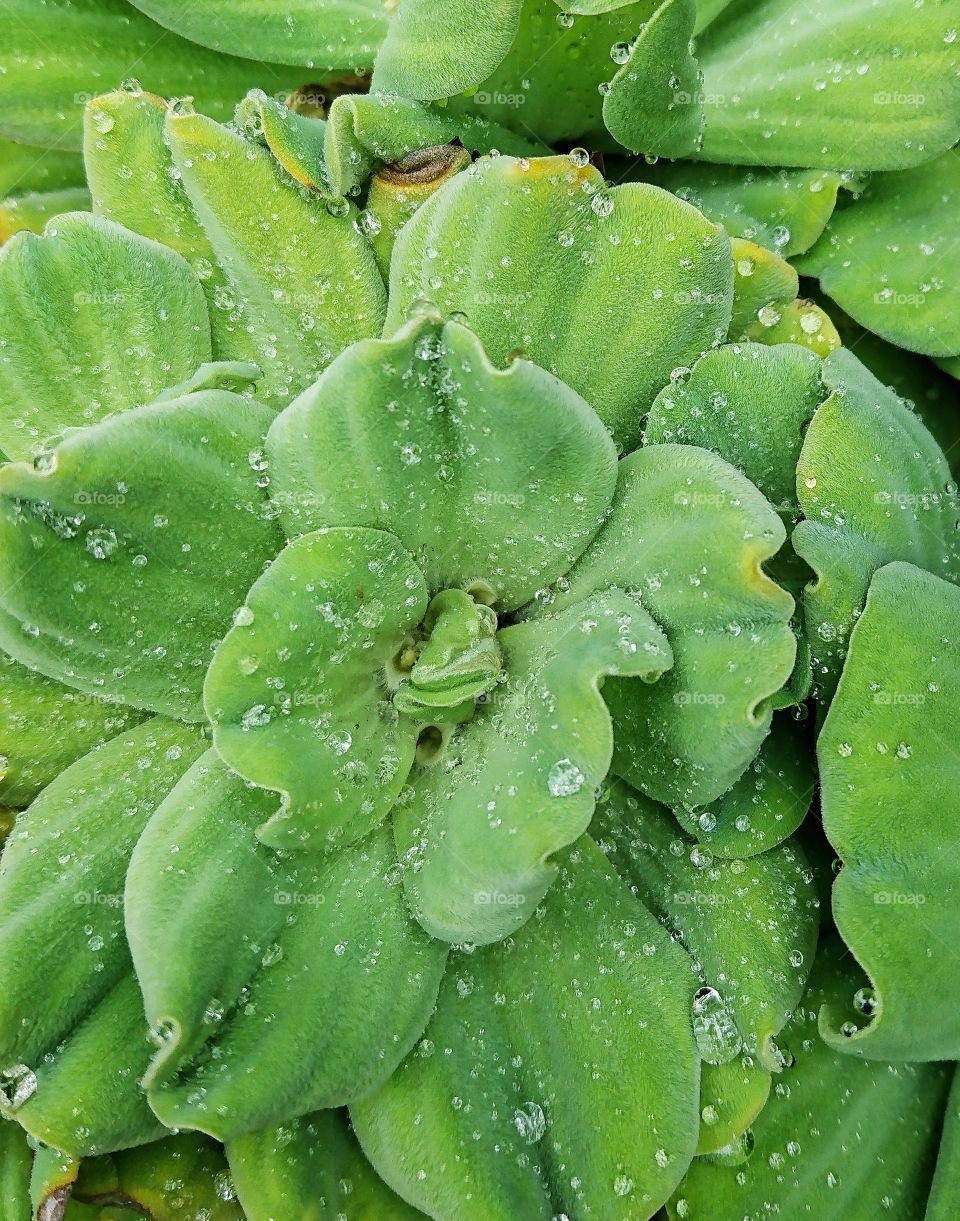 Water lettuce with water drops