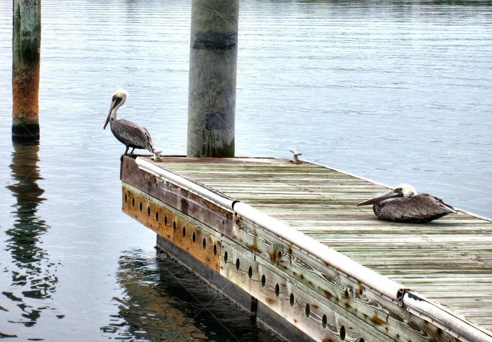 Pelicans on a pier