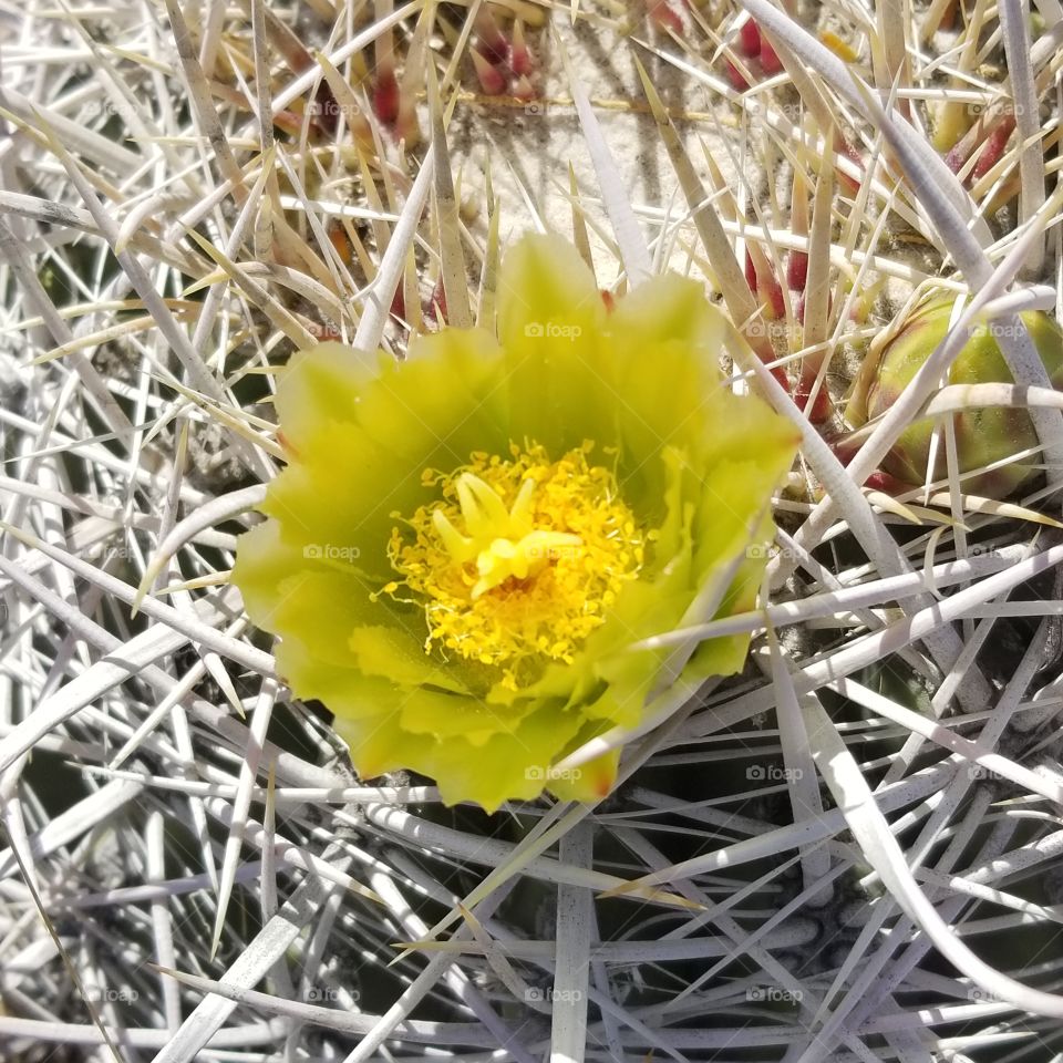 Barrel Cactus in bloom III