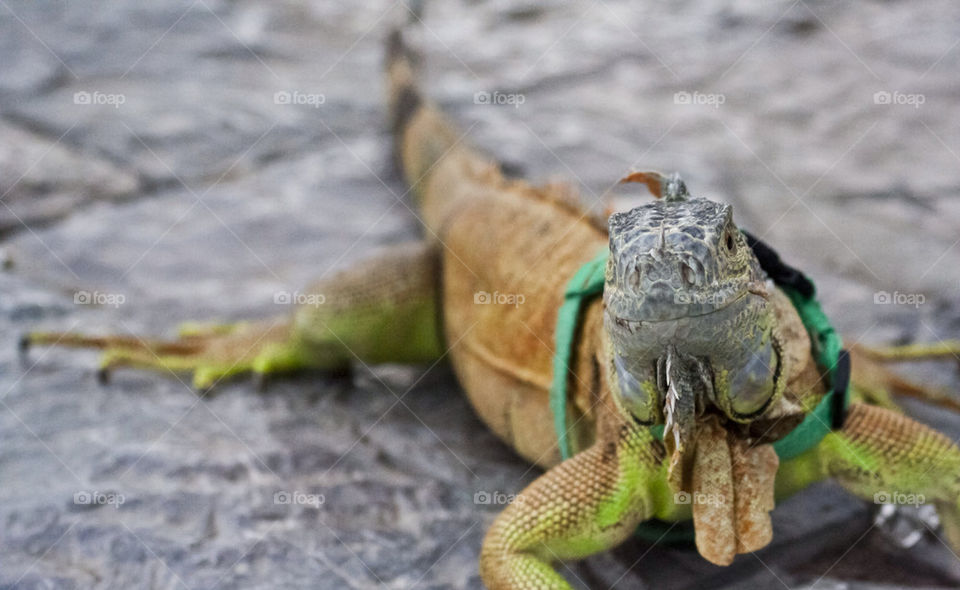 street pet iguana by petitfilms