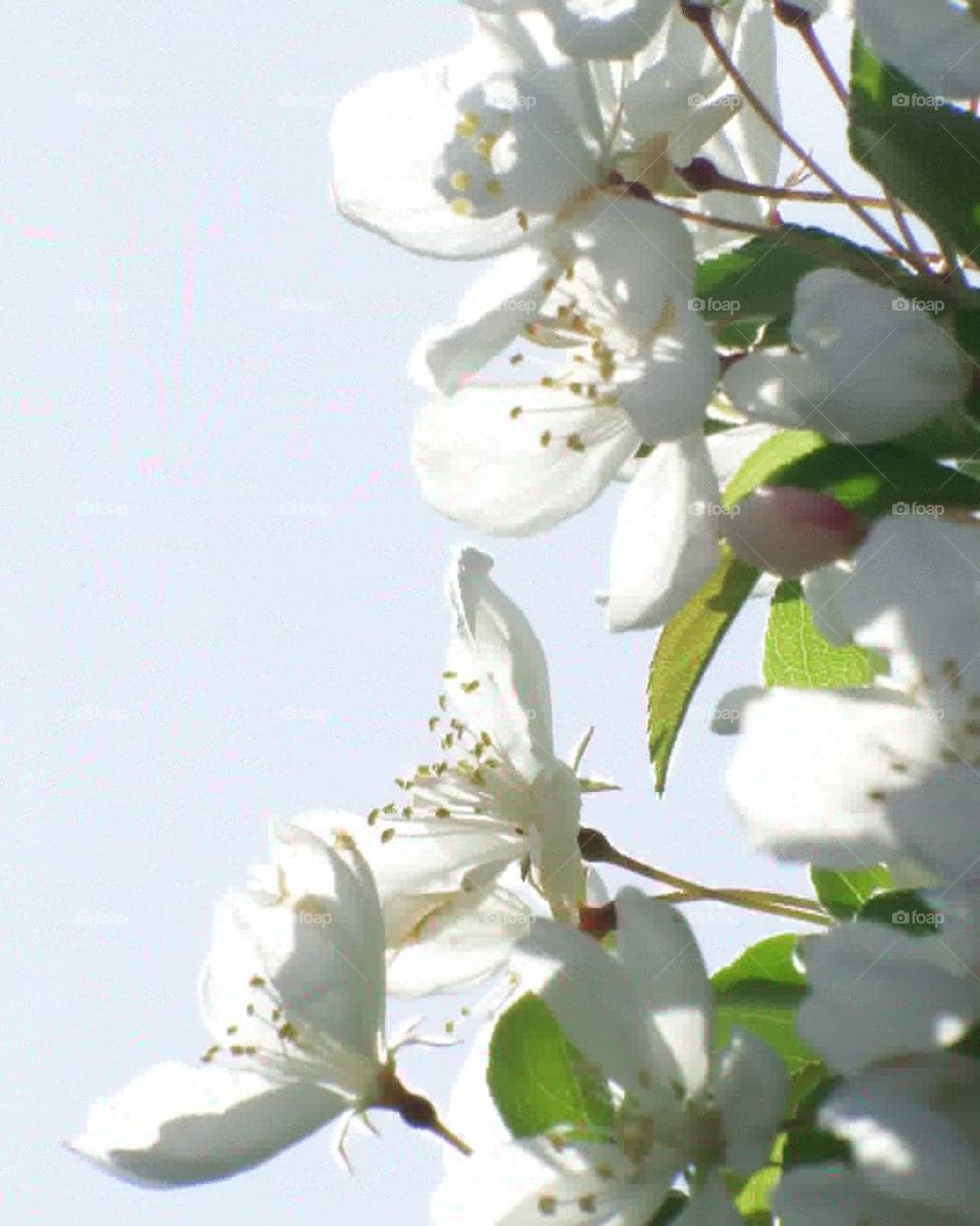 beautiful white Bradford pear blooms closeup in the springtime sun.