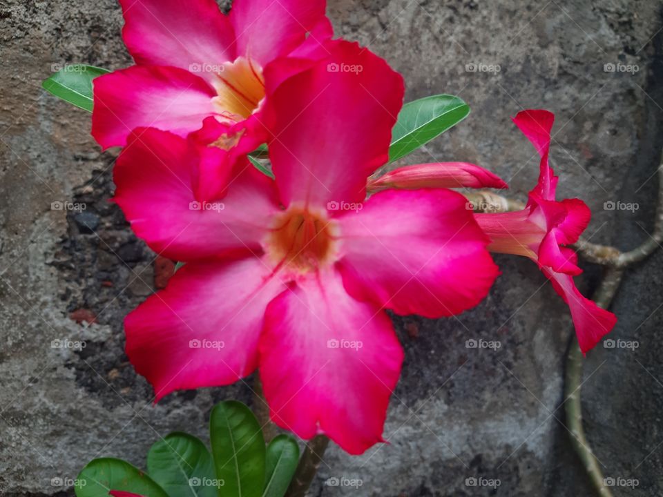 A pink adenium obesum with a brick background. This flower is commonly found in tropical country like in Indonesia. It is used as decorative plants and its price is cheap.