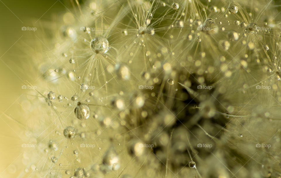 Raindrops on dandelion