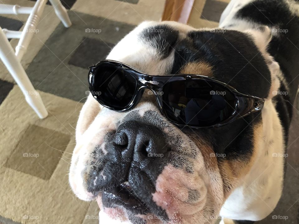 English Bulldog to cool with sunglasses ready for the summer