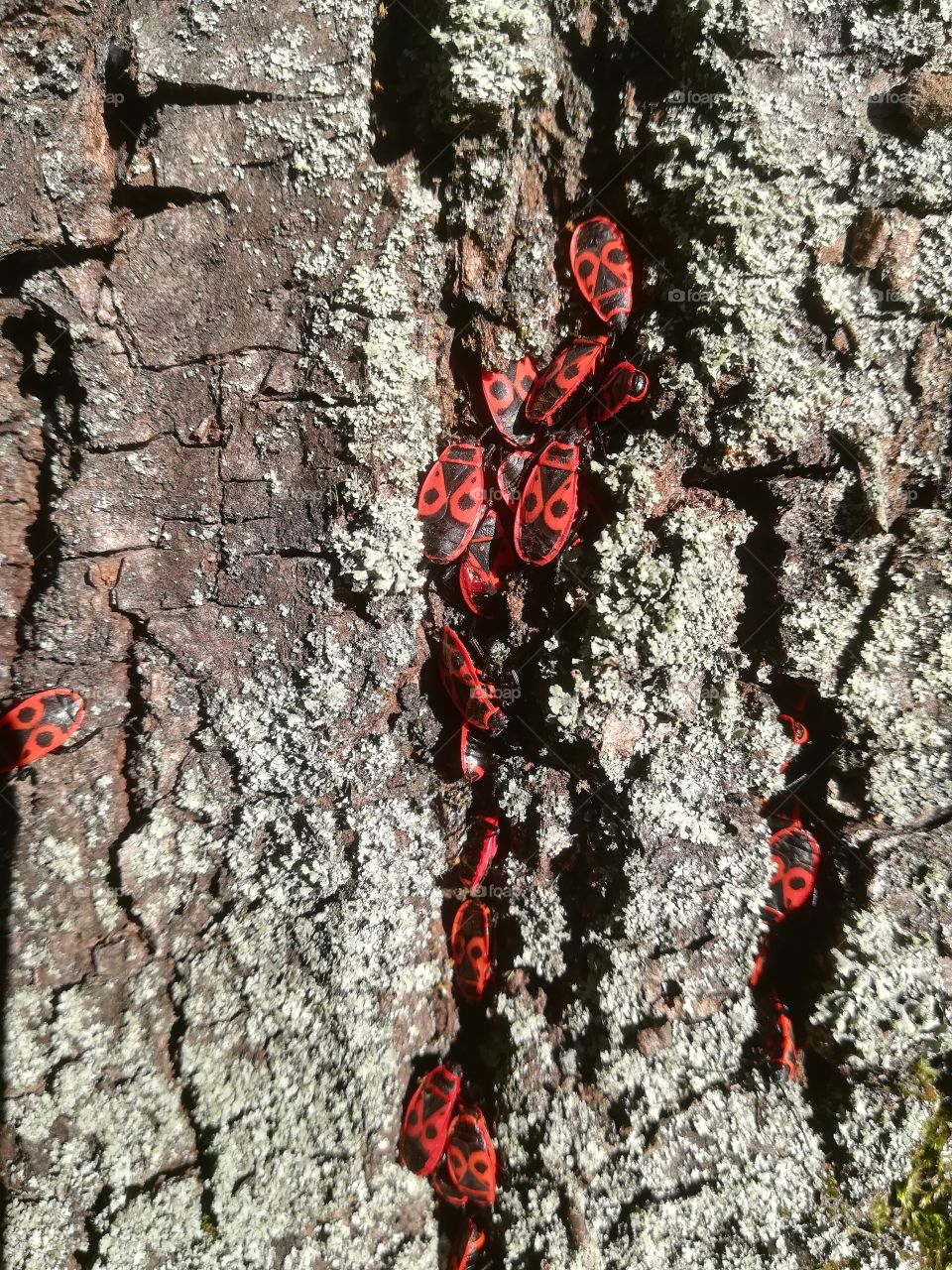 Czerwone robaczki