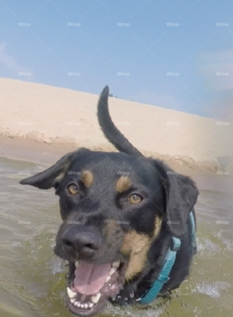 Jake loved nothing more than to play in the water after running sand dunes!