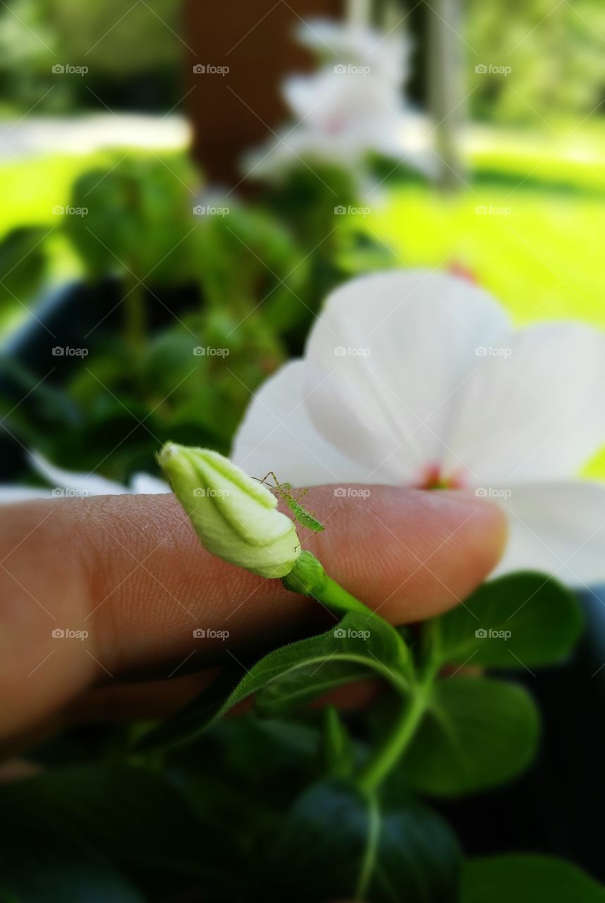 Daily pruning.  Always enjoy seeing what kind of life the garden brings.
