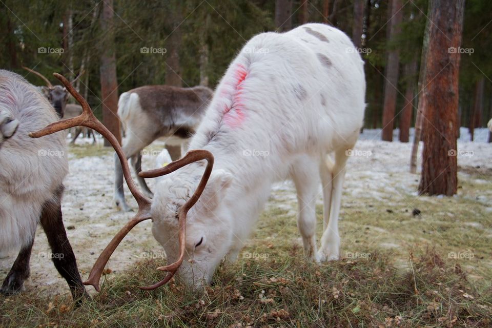 Reindeer farm in Lapland Sweden 