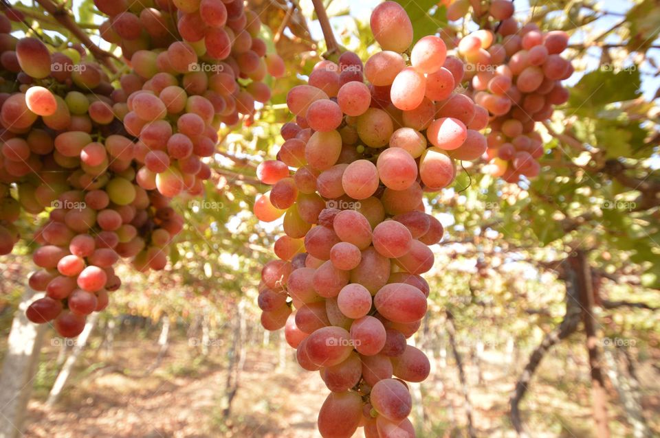 bunch of grapes pink variety hanging on a branch