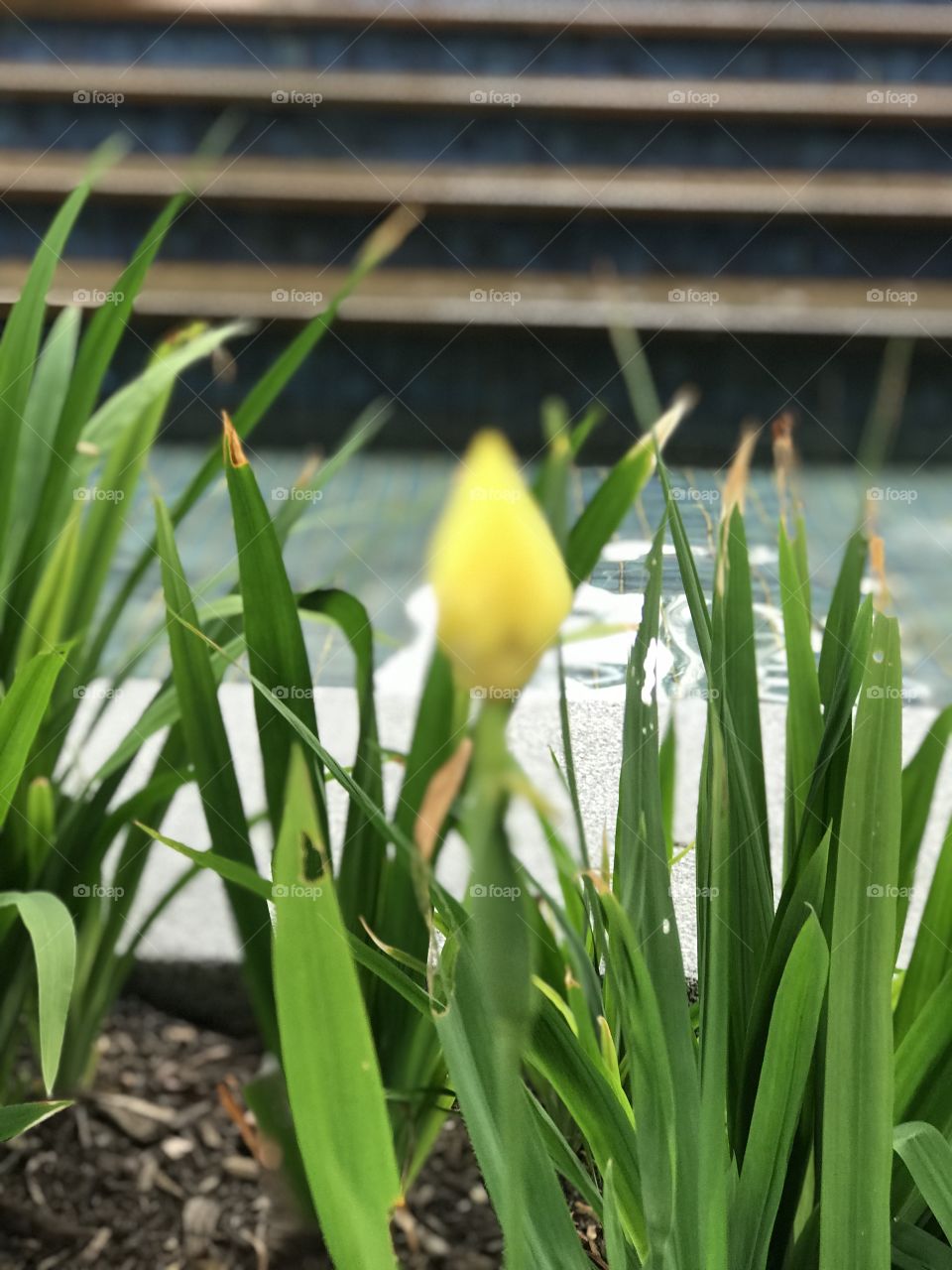 A yellow colour bud , green leafs and water