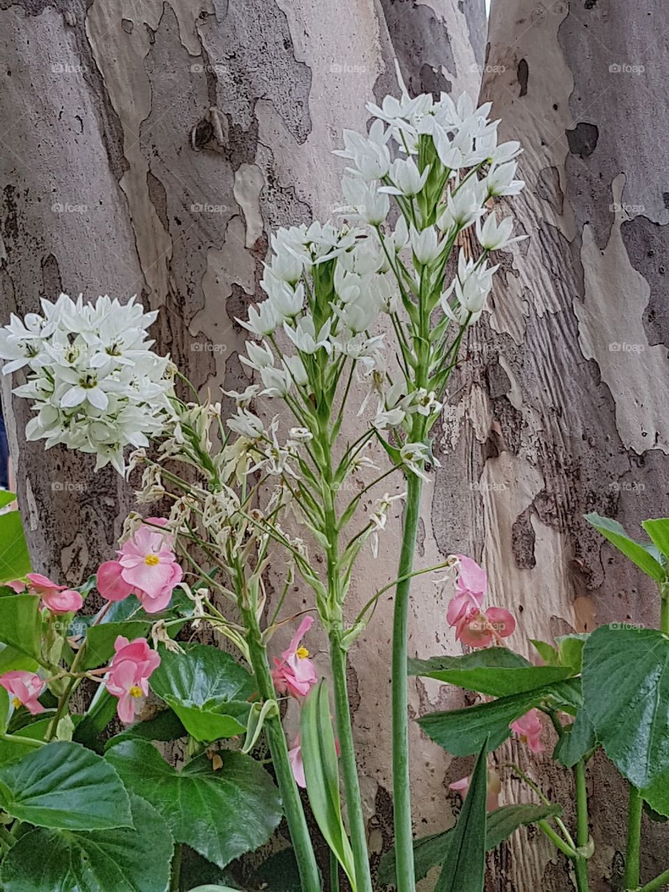 Eucalyptus with spring flowers