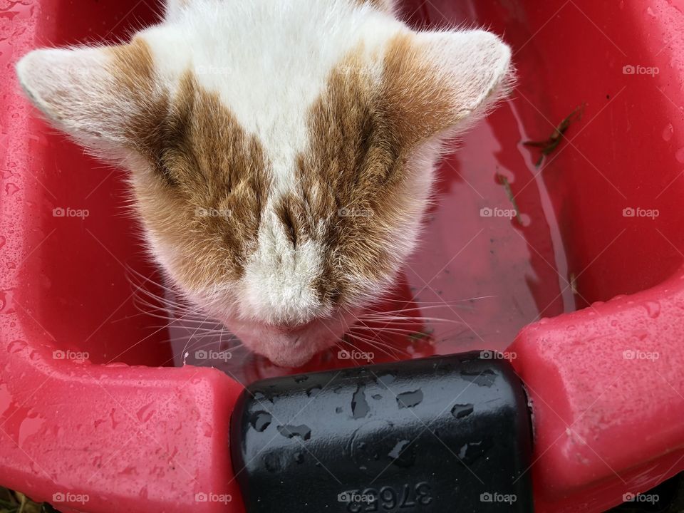 Cat drinks rainwater