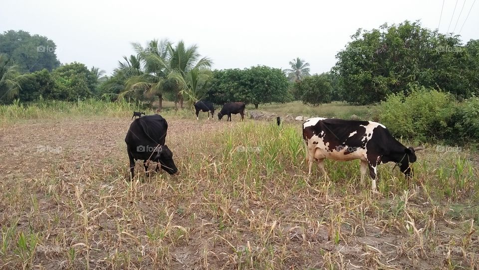 Cows in my land my father is a farmer i like to be farmer