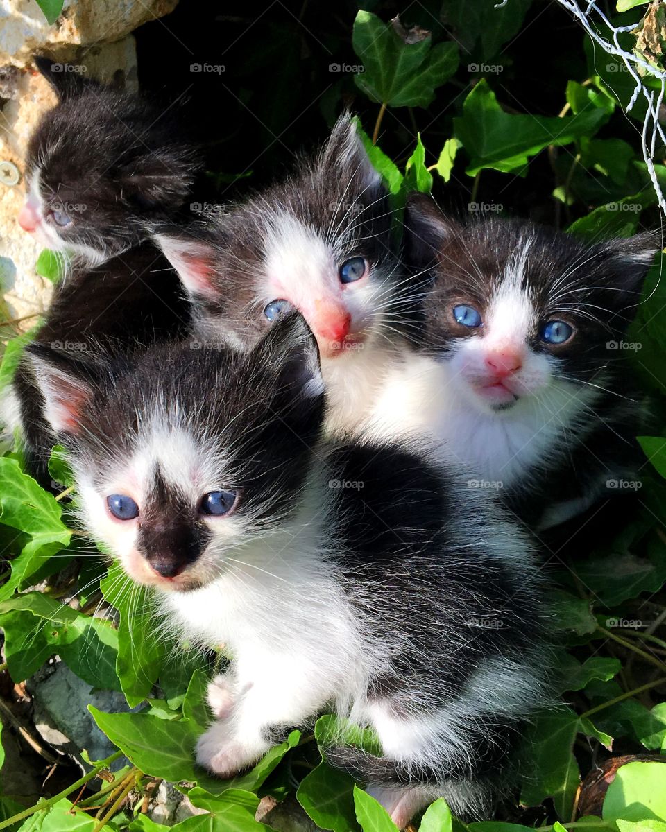 Cute kittens with blue eyes
