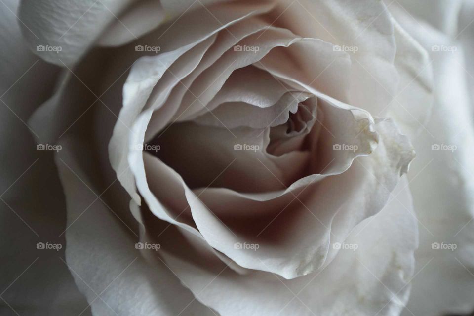 Close-up of a white flower
