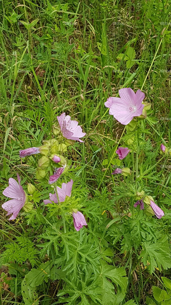 Flowers Outdoor Sweden