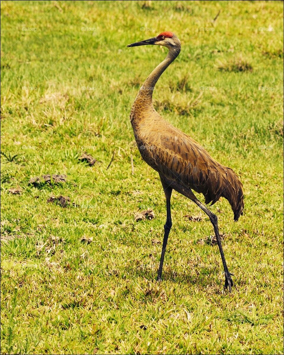 Sand hill crane