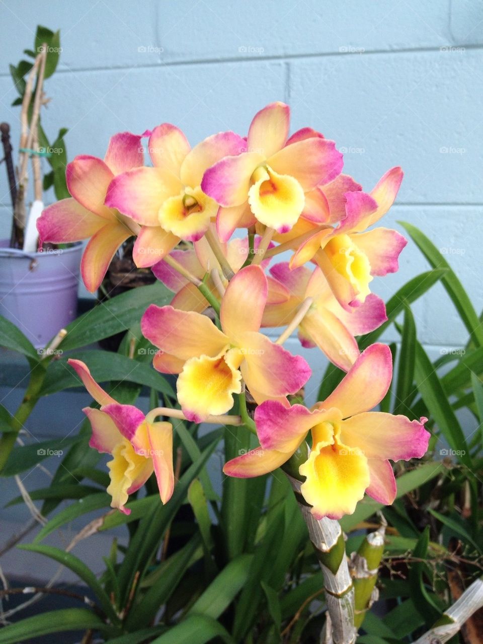 Pink and Yellow Orchid
