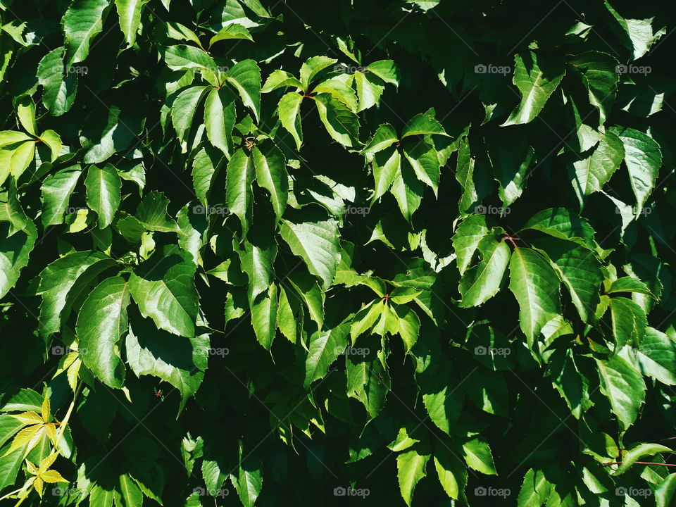 texture of green leaves of a wild vineyard