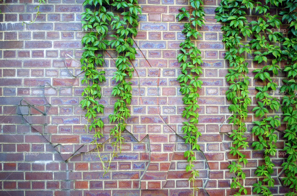 Wine leaves growing along brick wall with rhinoceros relief.