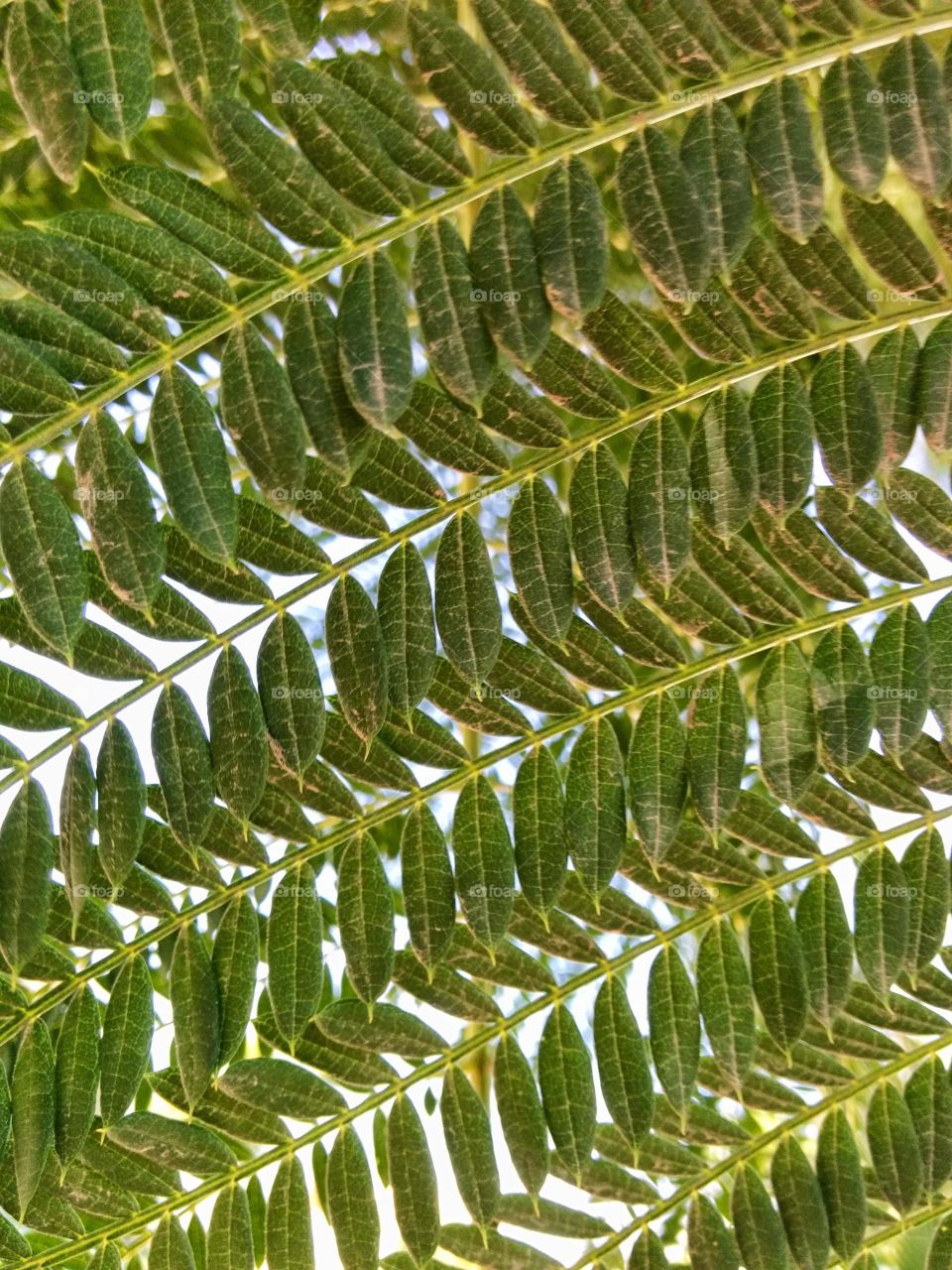 Tree leaves