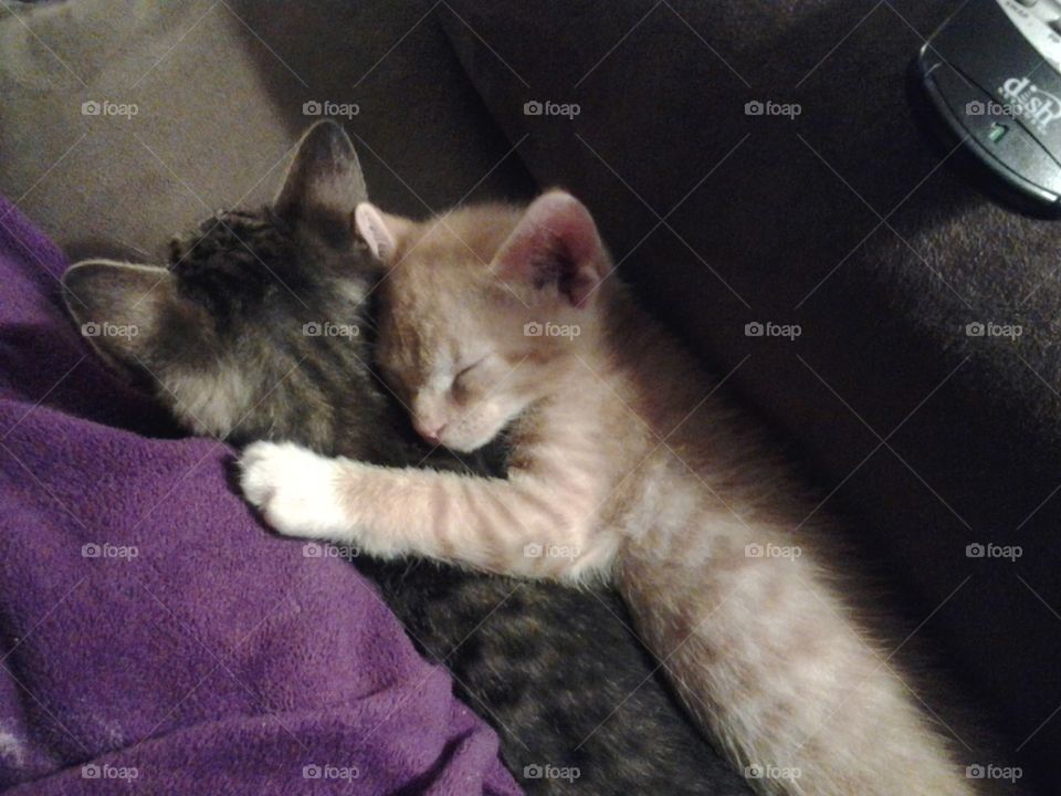 kitten's sleeping together