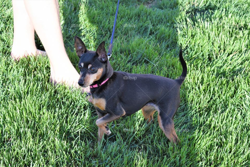 Spring walk with your dog