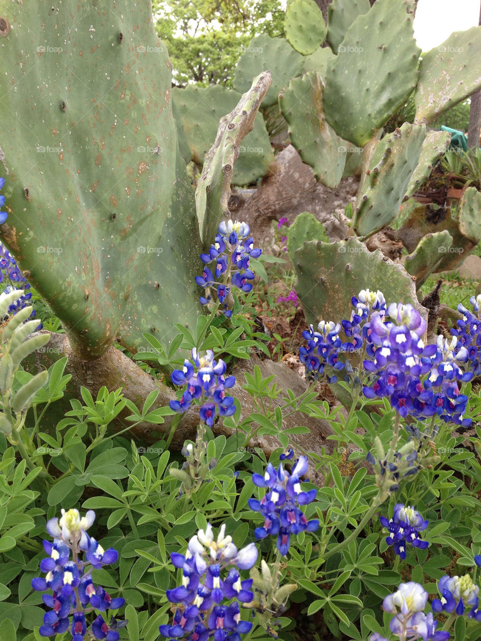 Blue bonnets and Cactus