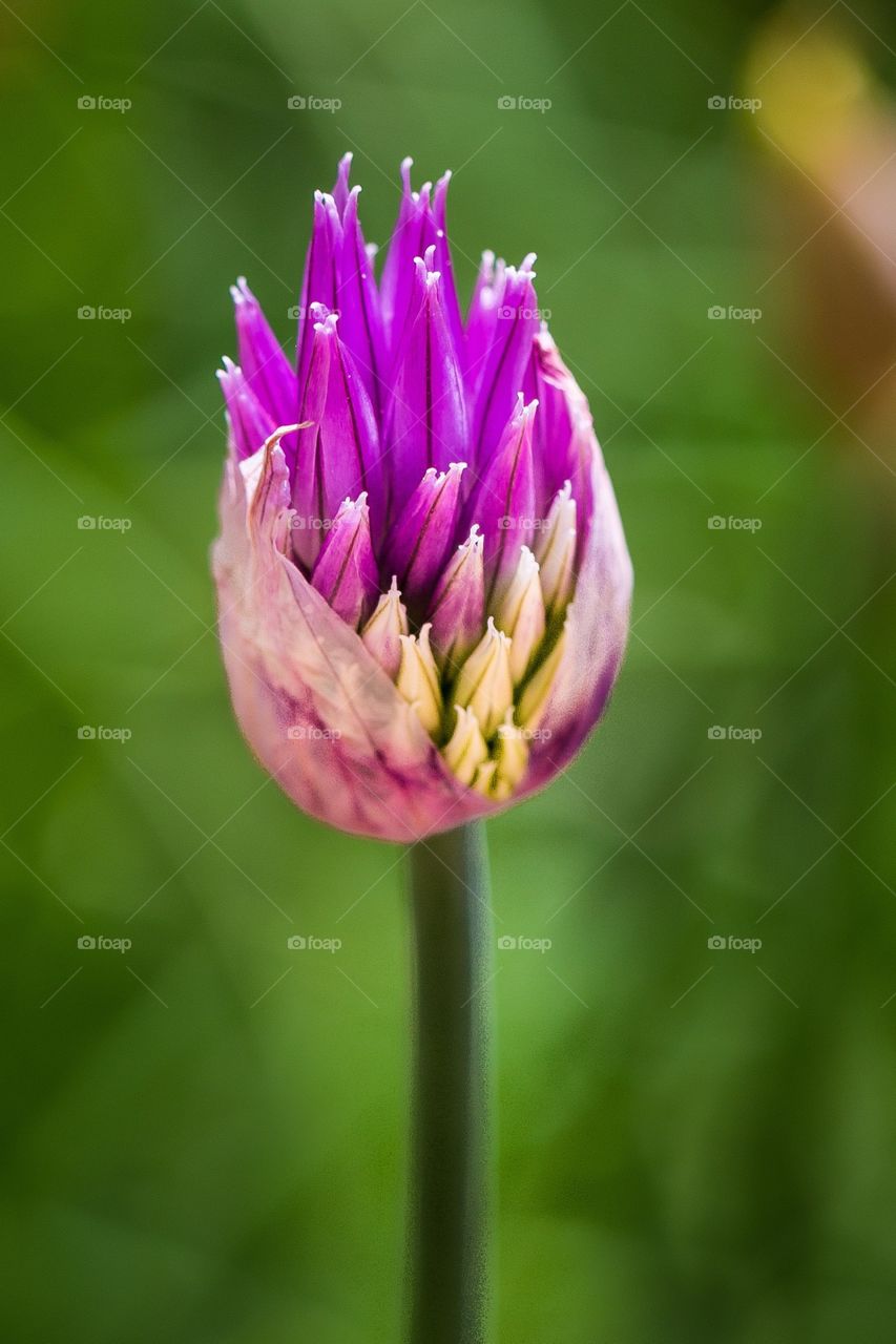 Chive Blossom 